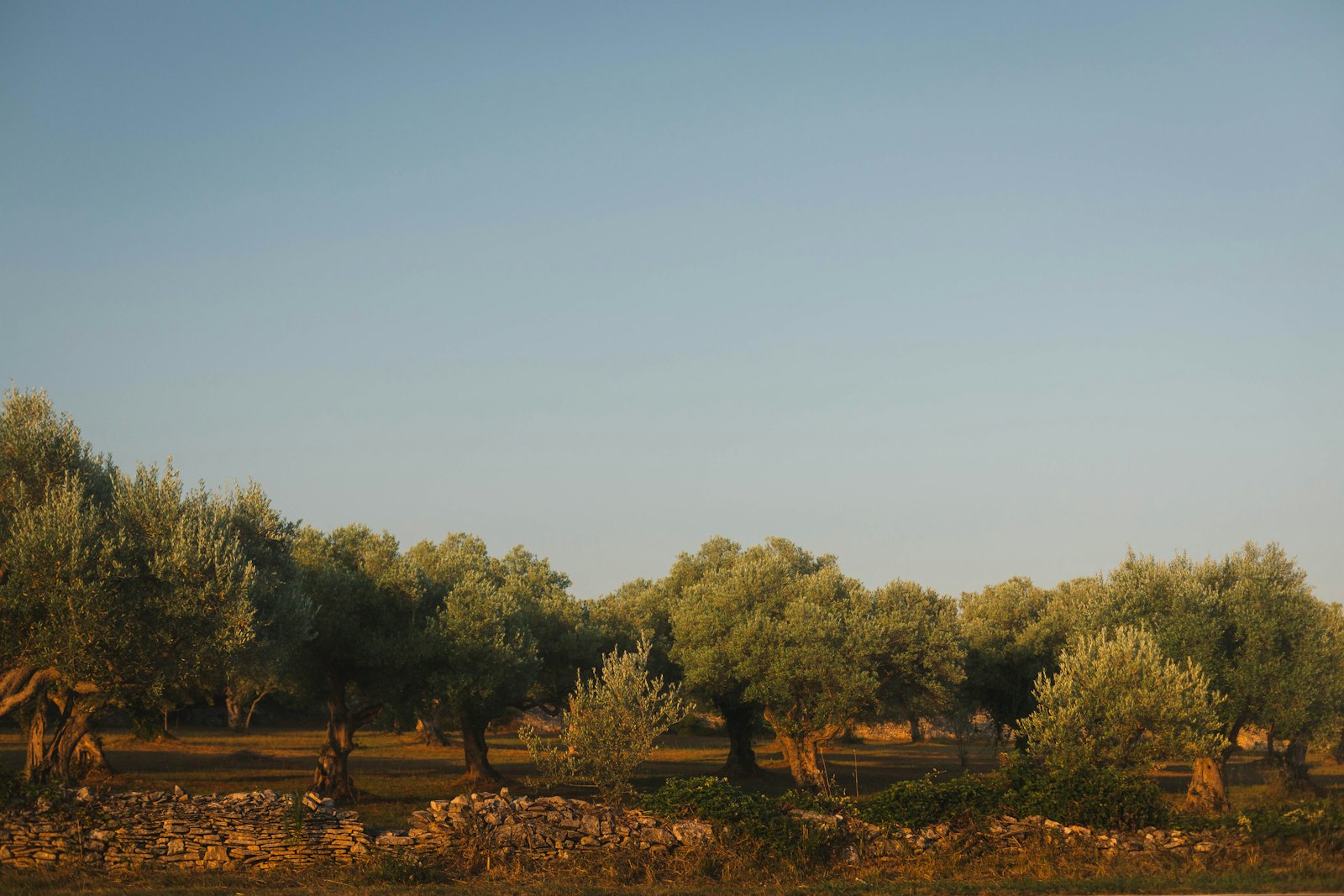 Olivar en la Sierra de Mariola
